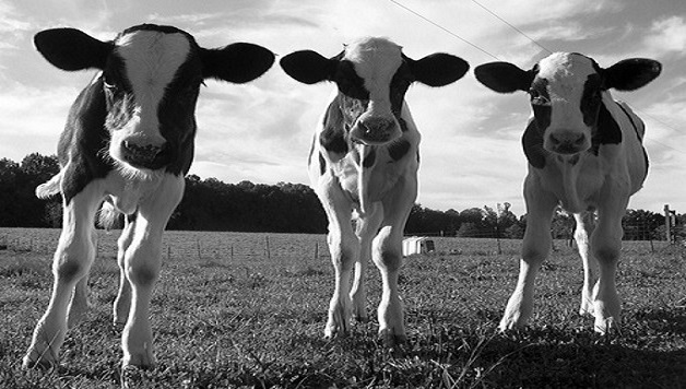 Dairy Inquiry mooves to the next stage: ACCC releases Issues Paper