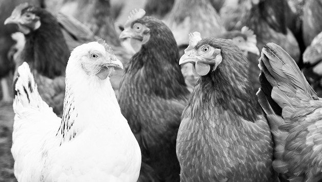 No eggscuses – ACCC releases guidance on new national standard