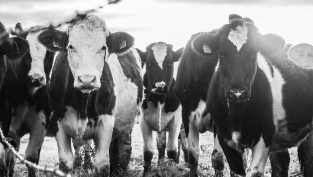 A new mandatory code of conduct for Australia’s dairy industry